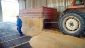 РЕКОРД У ПОСЛЕДЊА ДВА МЕСЕЦА: Цене пшенице скачу након забране извоза у Индији РЕКОРД У ПОСЛЕДЊА ДВА МЕСЕЦА: Цене пшенице скачу након забране извоза у Индији