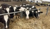 ROBOTI NA 20 FARMI: Menjaju ljude za mužu goveda, premije za mleko po kvalitetu ROBOTI NA 20 FARMI: Menjaju ljude za mužu goveda, premije za mleko po kvalitetu