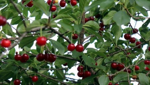 VOĆARI, POVRTARI I VINOGRADARI NA BEOGRADSKOM SAJMU: O trendovima i inovacijama VOĆARI, POVRTARI I VINOGRADARI NA BEOGRADSKOM SAJMU: O trendovima i inovacijama