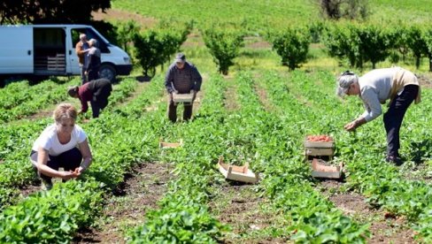 BAŠTA U APRILU - ŠTA SE SADI U PROLEĆE: Voće i povrće koje uspeva tokom najlepšeg doba u godini BAŠTA U APRILU - ŠTA SE SADI U PROLEĆE: Voće i povrće koje uspeva tokom najlepšeg doba u godini