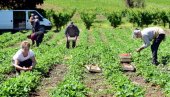 Poljoprivredna gazdinstva se dovijaju kako da lakše oberu rod: Naberi voće, pa manje plati