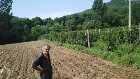 Све више домаћинстава у Куршумлији гаји малине: Брдско-планинско подручје идеално за органску производњу Све више домаћинстава у Куршумлији гаји малине: Брдско-планинско подручје идеално за органску производњу