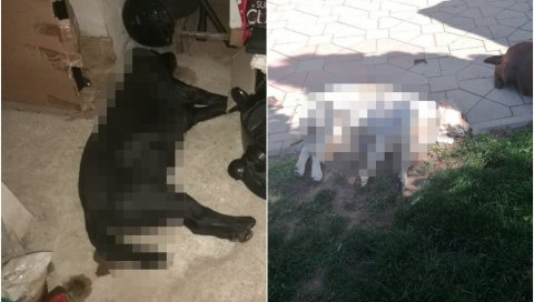 ЈЕЗИВА ПЉАЧКА У ВРАЊУ ДОБИЛА ЕПИЛОГ: Полиција ухапсила пљачкаша који је убио псе ЈЕЗИВА ПЉАЧКА У ВРАЊУ ДОБИЛА ЕПИЛОГ: Полиција ухапсила пљачкаша који је убио псе