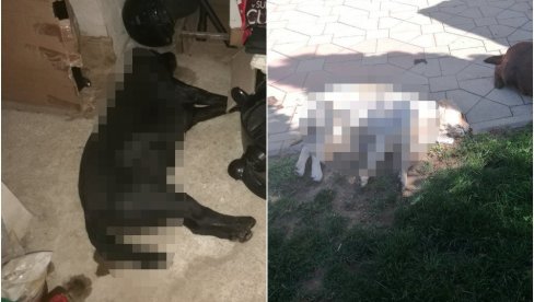 ЈЕЗИВА ПЉАЧКА У ВРАЊУ ДОБИЛА ЕПИЛОГ: Полиција ухапсила пљачкаша који је убио псе ЈЕЗИВА ПЉАЧКА У ВРАЊУ ДОБИЛА ЕПИЛОГ: Полиција ухапсила пљачкаша који је убио псе