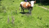 UZNEMIRUJUĆI SNIMAK: Fudbaler poginuo udarivši u kravu (VIDEO)