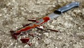 SIN (17) IZBO OCA U PRISUSTVU MAJKE: Detalji porodične tragedije u Paraćinu SIN (17) IZBO OCA U PRISUSTVU MAJKE: Detalji porodične tragedije u Paraćinu