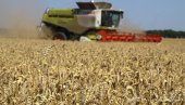 ЖЕТВА ПРИ КРАЈУ: Принос се креће од пет тона по хектару до десет тона ЖЕТВА ПРИ КРАЈУ: Принос се креће од пет тона по хектару до десет тона