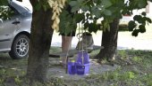 POGINULI U TRENU: Komšije Živkovića iz Novih Karlovaca šokirani stradanjem brata i sestre POGINULI U TRENU: Komšije Živkovića iz Novih Karlovaca šokirani stradanjem brata i sestre