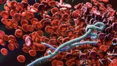 У СРБИЈИ СЕ ПОЈАВИЛА АФРИЧКА СВИЊСКА КУГА: Ситуација је озбиљна! Заседао Штаб за ванредне ситуације