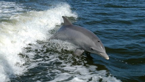 DELFIN KOD OBALE RIJEKE: Na ljude se apeluje da ga ne diraju