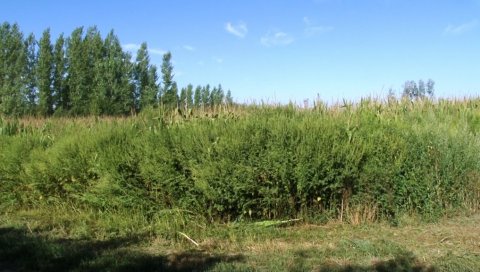 УНИШТАВАЊЕ АМБРОЗИЈЕ: Коначно решење за сузбијање опасног алергена за људе УНИШТАВАЊЕ АМБРОЗИЈЕ: Коначно решење за сузбијање опасног алергена за људе