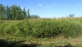 УНИШТАВАЊЕ АМБРОЗИЈЕ: Коначно решење за сузбијање опасног алергена за људе УНИШТАВАЊЕ АМБРОЗИЈЕ: Коначно решење за сузбијање опасног алергена за људе
