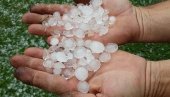 STRAŠNO NEVREME U TRSTENIKU: Grad ulupao vinograde, voćnjake, kukuruz STRAŠNO NEVREME U TRSTENIKU: Grad ulupao vinograde, voćnjake, kukuruz