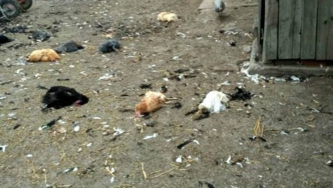 ПСИ ЛУТАЛИЦЕ У КРВАВОМ ПИРУ: Покољ живине у Житишту ПСИ ЛУТАЛИЦЕ У КРВАВОМ ПИРУ: Покољ живине у Житишту