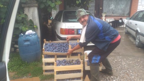 ШЉИВА ПОДБАЦИЛА У ЈАДРУ: Воћке једва и за слатко ШЉИВА ПОДБАЦИЛА У ЈАДРУ: Воћке једва и за слатко