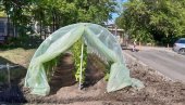 KINEZI ZASUKLI RUKAVE: Kopaju bakar i - dižu plastenike