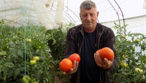 МУКЕ ПРОИЗВОЂАЧА У СРБИЈИ: Сељаци очајни због ниских откупних цена, а накупци трљају руке МУКЕ ПРОИЗВОЂАЧА У СРБИЈИ: Сељаци очајни због ниских откупних цена, а накупци трљају руке