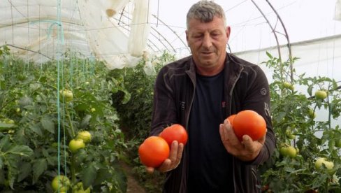 MUKE PROIZVOĐAČA U SRBIJI: Seljaci očajni zbog niskih otkupnih cena, a nakupci trljaju ruke MUKE PROIZVOĐAČA U SRBIJI: Seljaci očajni zbog niskih otkupnih cena, a nakupci trljaju ruke