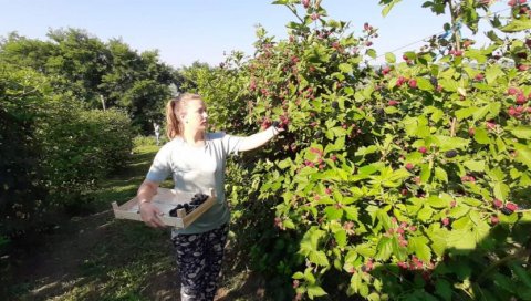 КУПИНУ БИ СВИ ЗА БАГАТЕЛУ: Воћари послују са минусом већ шест година, крче засаде, а квалитет рода - одличан КУПИНУ БИ СВИ ЗА БАГАТЕЛУ: Воћари послују са минусом већ шест година, крче засаде, а квалитет рода - одличан