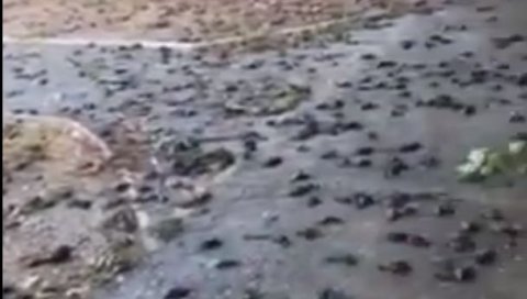 ВРАПЦЕ УБИЛА ОЛУЈА, А НЕ 5Г МРЕЖА: За помор птица оптужили технологију које још нема у Црној Гори ВРАПЦЕ УБИЛА ОЛУЈА, А НЕ 5Г МРЕЖА: За помор птица оптужили технологију које још нема у Црној Гори