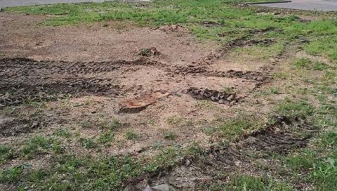 ПОСЕКЛИ СТАБЛА ЗБОГ ПАРКИРАЊА: На централном панчевачком тргу склоњено дрвеће због простора за остављање службених кола ПОСЕКЛИ СТАБЛА ЗБОГ ПАРКИРАЊА: На централном панчевачком тргу склоњено дрвеће због простора за остављање службених кола