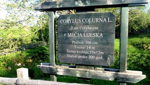 МЕЧЈА ЛЕСКА МАМИ НАУЧНИКЕ: Стара је више од 200 година МЕЧЈА ЛЕСКА МАМИ НАУЧНИКЕ: Стара је више од 200 година