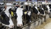 VAŽNE VESTI ZA POLJOPRIVREDNIKE: Povećava se premija za mleko