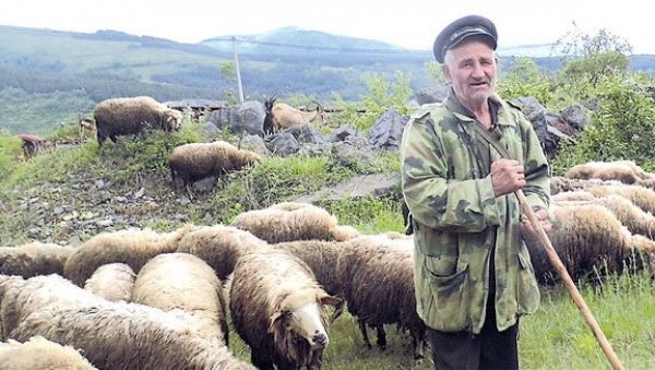 У ИЗОЛАЦИЈИ ЧИТАВ ЖИВОТ: Ретки пастири на Старој и Сувој планини одавно су заштићени од вируса У ИЗОЛАЦИЈИ ЧИТАВ ЖИВОТ: Ретки пастири на Старој и Сувој планини одавно су заштићени од вируса