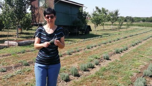 ЛАВАНГРАД ОЖИВЕО СЕЛА: Жене из сомборског атара се удружиле и покренуле посао на својим малим газдинствима ЛАВАНГРАД ОЖИВЕО СЕЛА: Жене из сомборског атара се удружиле и покренуле посао на својим малим газдинствима