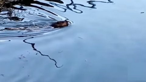МИСТЕРИОЗНА ЖИВОТИЊА ПЛИВА У БЕГЕЈУ (ВИДЕО) МИСТЕРИОЗНА ЖИВОТИЊА ПЛИВА У БЕГЕЈУ (ВИДЕО)