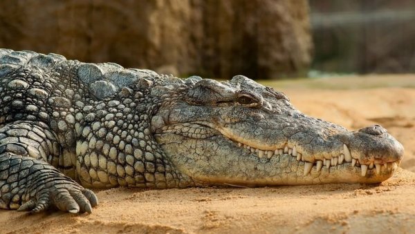 ИЗДАТО УПОЗОРЕЊЕ ЗА СТАНОВНИКЕ КИНЕ: Услед поплава више од 70 крокодила побегло са фарме