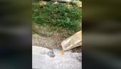 SPEKTAKULARNO: Stipendista Vodovoda uspeva da kašikom bagera upali upaljač (VIDEO) SPEKTAKULARNO: Stipendista Vodovoda uspeva da kašikom bagera upali upaljač (VIDEO)