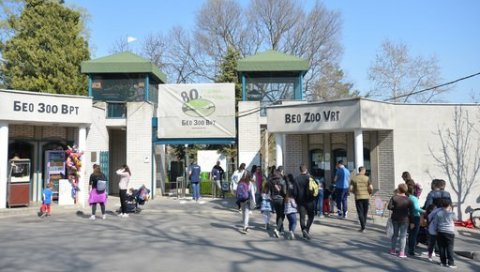 БАКЕ И ДЕКЕ УЗ БАТЕ И СЕКЕ: Дечији маратон у петак у ЗОО врту БАКЕ И ДЕКЕ УЗ БАТЕ И СЕКЕ: Дечији маратон у петак у ЗОО врту
