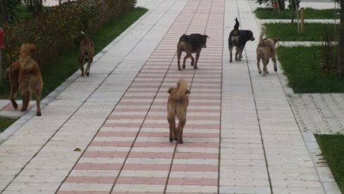ПСИ ЛУТАЛИЦЕ НАПАЛИ ЖЕНУ У ЦЕНТРУ БАРА: Пала и ударила главом у бетонски тротоар ПСИ ЛУТАЛИЦЕ НАПАЛИ ЖЕНУ У ЦЕНТРУ БАРА: Пала и ударила главом у бетонски тротоар