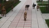 УЧЕНИЦУ ИЗУЈЕДАЛИ ПСИ: Напад луталица испред Средње школе у Колашину УЧЕНИЦУ ИЗУЈЕДАЛИ ПСИ: Напад луталица испред Средње школе у Колашину