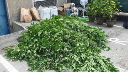 POLICIJSKA AKCIJA U ZAJEČARU: Prilikom pretresa kuće pronašli laboratoriju i tri kilograma marihuane (FOTO) POLICIJSKA AKCIJA U ZAJEČARU: Prilikom pretresa kuće pronašli laboratoriju i tri kilograma marihuane (FOTO)