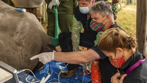 TRI EMBRIONA ZA OPSTANAK: Severnom belom nosorogu preti izumiranje TRI EMBRIONA ZA OPSTANAK: Severnom belom nosorogu preti izumiranje