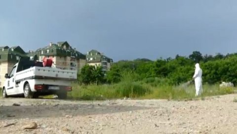 БЕОГРАД У ЦРВЕНОЈ ЗОНИ: Ако сте алергични на амброзију, ове информације вам се неће свидети БЕОГРАД У ЦРВЕНОЈ ЗОНИ: Ако сте алергични на амброзију, ове информације вам се неће свидети