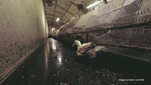HOROR NA FARMI PATAKA: Posle ovog snimka nećete više jesti guščju paštetu (VIDEO) HOROR NA FARMI PATAKA: Posle ovog snimka nećete više jesti guščju paštetu (VIDEO)