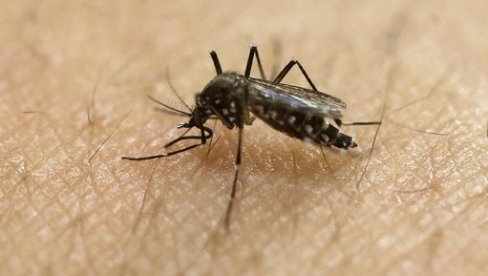 НЕВЕРОВАТАН СЛУЧАЈ: Полиција уз помоћ комарца пронашла лопова