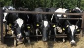KRAVE PASLE NA GROBLJU: Nije prvi put, nadležni se izvinili građanima KRAVE PASLE NA GROBLJU: Nije prvi put, nadležni se izvinili građanima