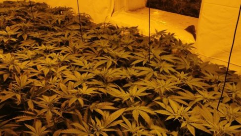 BEOGRAĐANINU (28) PROPAO BIZNIS: Kod Kikinde gajio marihuanu (FOTO) BEOGRAĐANINU (28) PROPAO BIZNIS: Kod Kikinde gajio marihuanu (FOTO)