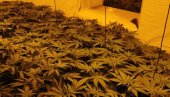 БЕОГРАЂАНИНУ (28) ПРОПАО БИЗНИС: Код Кикинде гајио марихуану (ФОТО) БЕОГРАЂАНИНУ (28) ПРОПАО БИЗНИС: Код Кикинде гајио марихуану (ФОТО)