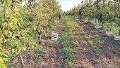 BIĆE VILJAMOVKE I ZA IZVOZ: Počela berba popularne sorte kruške na padinama Fruške gore kod Neština