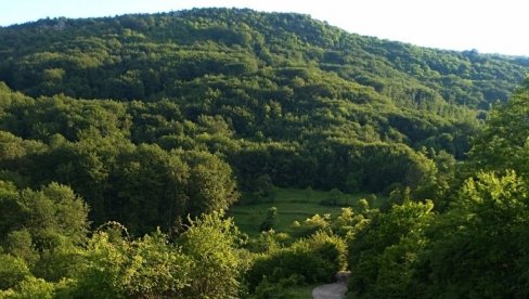 PLANINA PUNA VRGANJA: Prvi jesenji dani na Staroj planini obradovali mnogobrojne sakupljače pečurki PLANINA PUNA VRGANJA: Prvi jesenji dani na Staroj planini obradovali mnogobrojne sakupljače pečurki