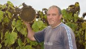 СВЕ ВИША ПОЉА ПОД СУНЦОКРЕТОМ: Ратаре брине откупна цена која је мања од прошлогодишње СВЕ ВИША ПОЉА ПОД СУНЦОКРЕТОМ: Ратаре брине откупна цена која је мања од прошлогодишње