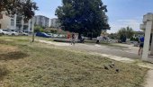 ПОСЛЕ ПИСАЊА НОВОСТИ: Нема више амброзије код Дома здравља у Земуну ПОСЛЕ ПИСАЊА НОВОСТИ: Нема више амброзије код Дома здравља у Земуну