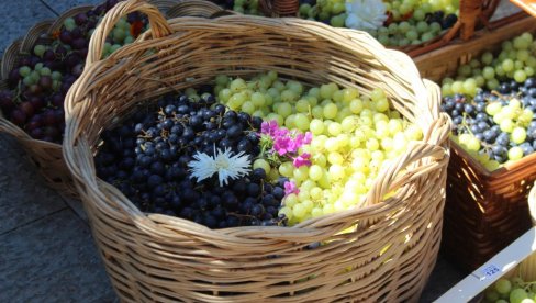 ОТКАЗАНИ БЕРБАНСКИ ДАНИ НА ПАЛИЋУ И У ХАЈДУКОВУ: Због короне ове године без краљице бербе ОТКАЗАНИ БЕРБАНСКИ ДАНИ НА ПАЛИЋУ И У ХАЈДУКОВУ: Због короне ове године без краљице бербе