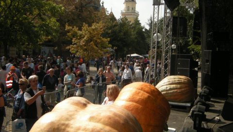 „ДАНИ ЛУДАЈЕ“ У КИКИНДИ БИЋЕ ОДРЖАНИ, АЛИ СКРОМНИЈЕ НЕГО РАНИЈЕ: Тикве без фруштука, карневала и концерата „ДАНИ ЛУДАЈЕ“ У КИКИНДИ БИЋЕ ОДРЖАНИ, АЛИ СКРОМНИЈЕ НЕГО РАНИЈЕ: Тикве без фруштука, карневала и концерата