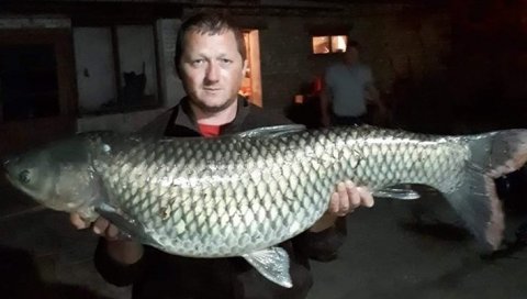 ГРДОСИЈА ИЗ БЕГЕЈА: Радован и Ервин упецали амура од скоро 17 килограма - дугачког преко метар! (ФОТО) ГРДОСИЈА ИЗ БЕГЕЈА: Радован и Ервин упецали амура од скоро 17 килограма - дугачког преко метар! (ФОТО)